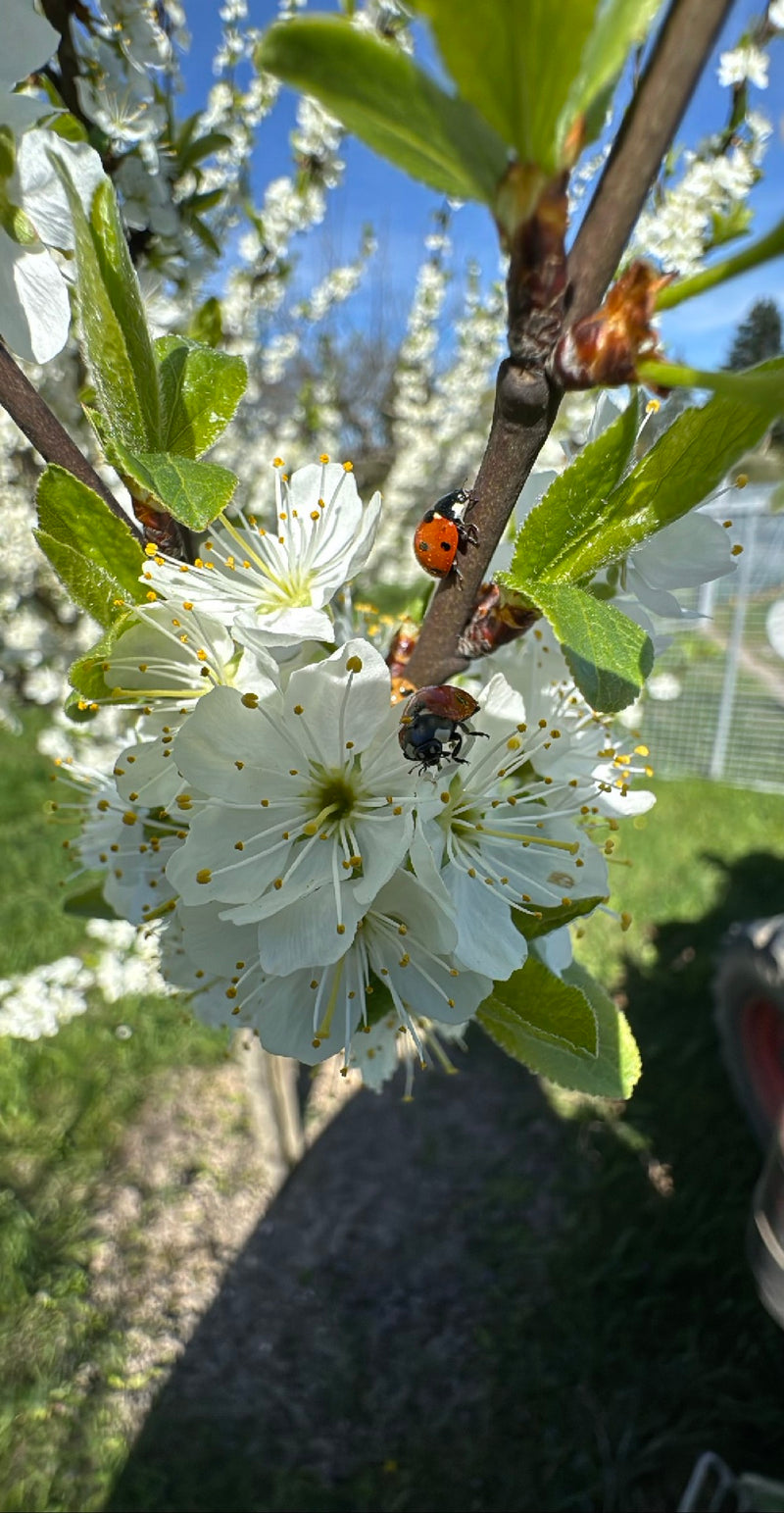 Asiatischer Marienkäfer — Bild 1