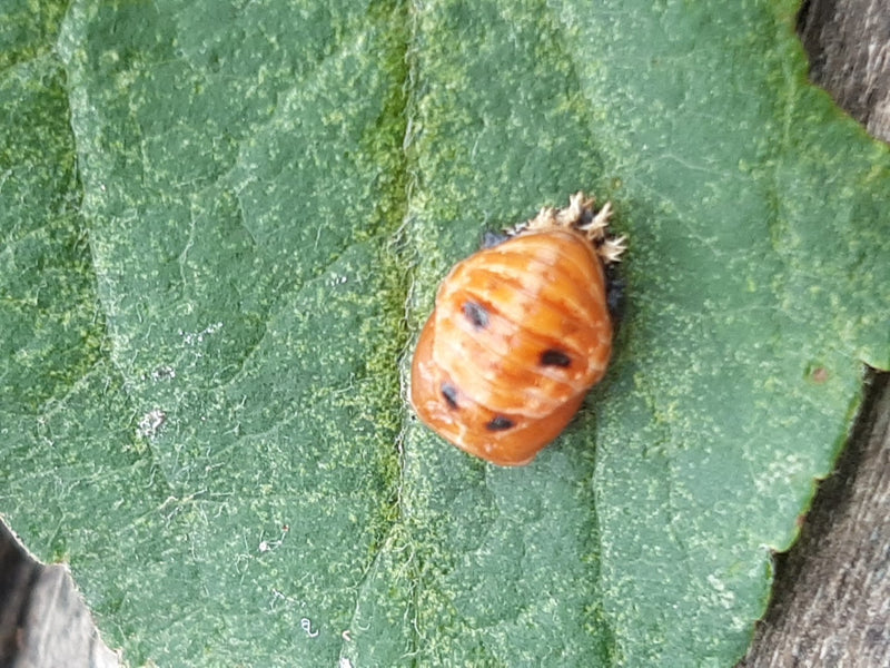 Asiatischer Marienkäfer — Bild 3