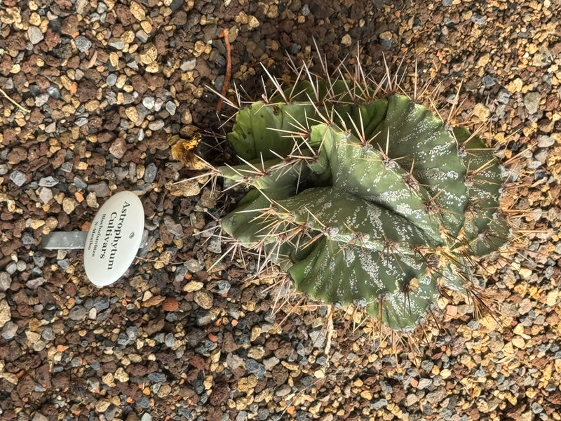 Astrophytum-Cultivar (Bischofsmütze) — Bild 1 von 1