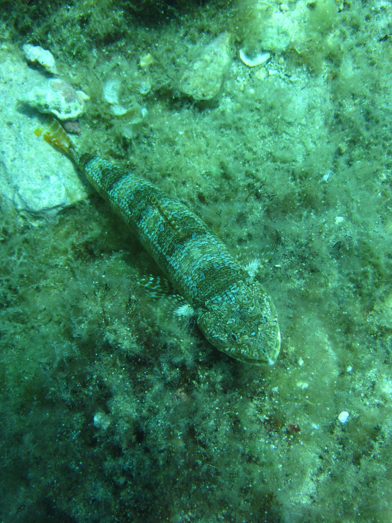 Atlantischer Eidechsenfisch — Bild 1 von 1