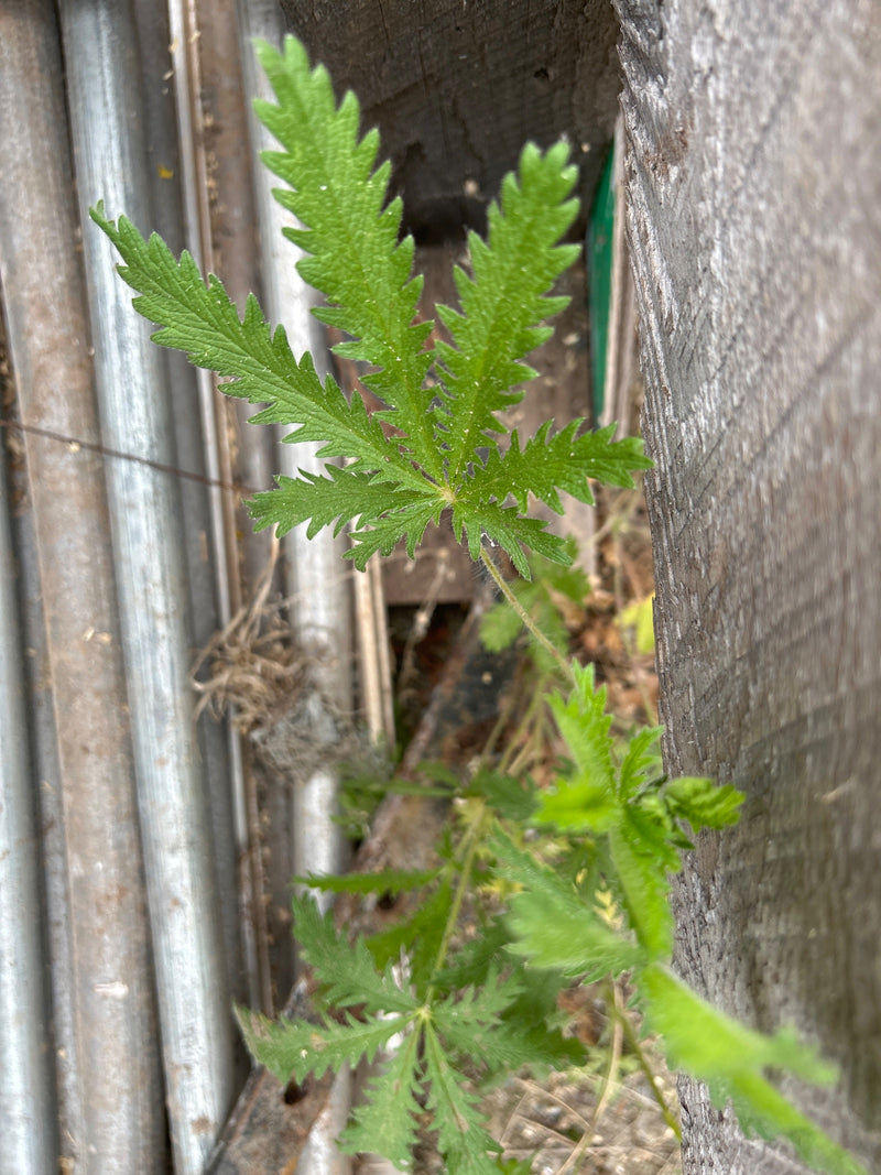 Aufrechtes Fingerkraut — Bild 2 von 10