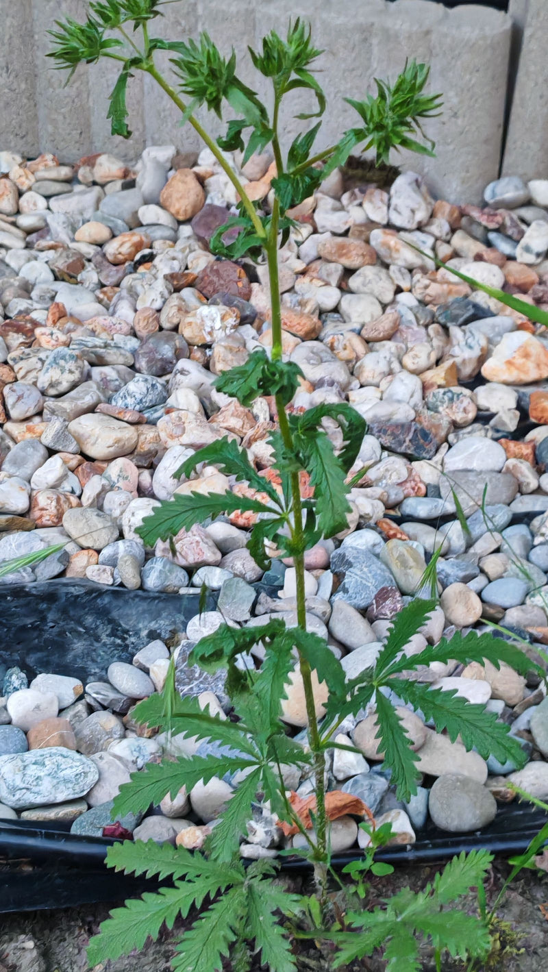 Aufrechtes Fingerkraut — Bild 1 von 10