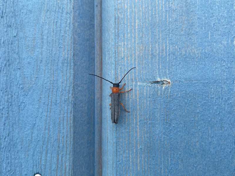 Augen-Linienbock — Bild 1 von 1