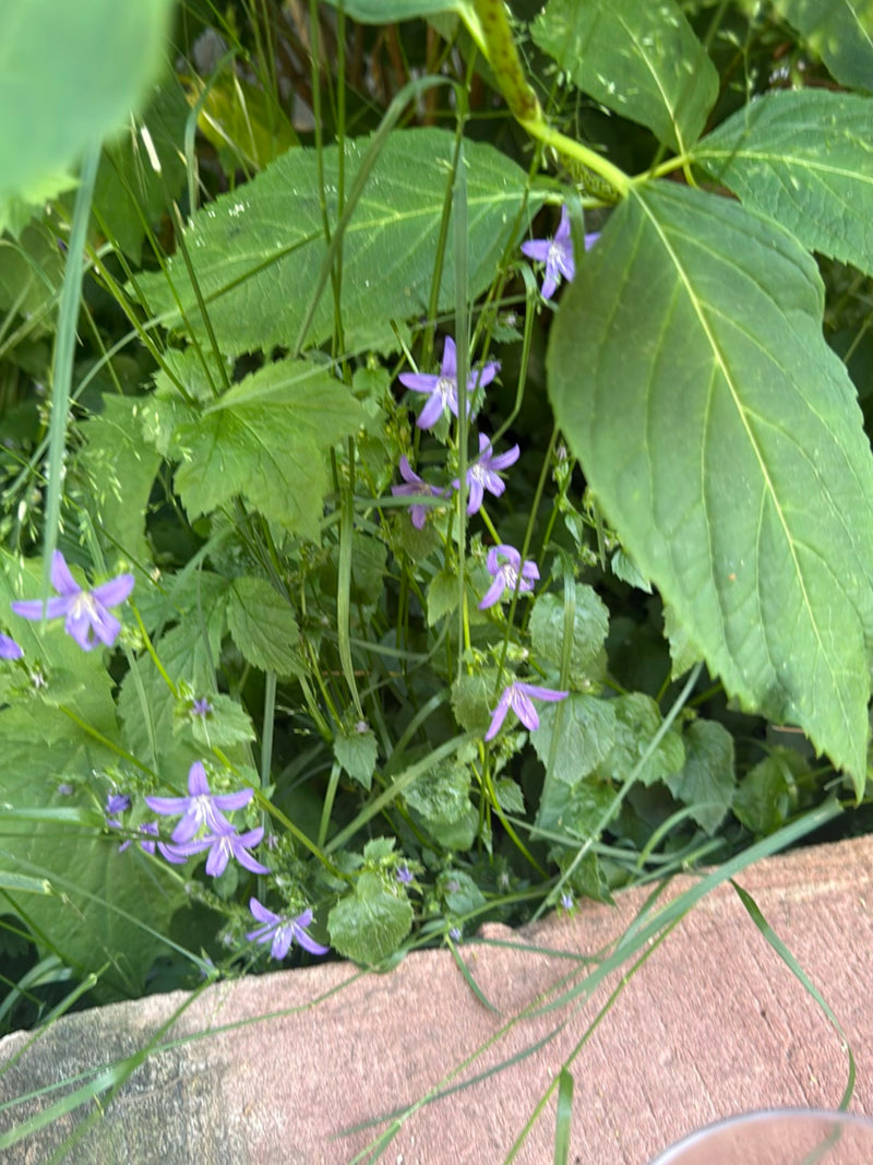 Die Ausgebreitete Glockenblume ist eine zweijährige krautige Pflanze aus der Familie der Glockenblumengewächse. Sie wächst bevorzugt auf Wiesen, an Waldrände...