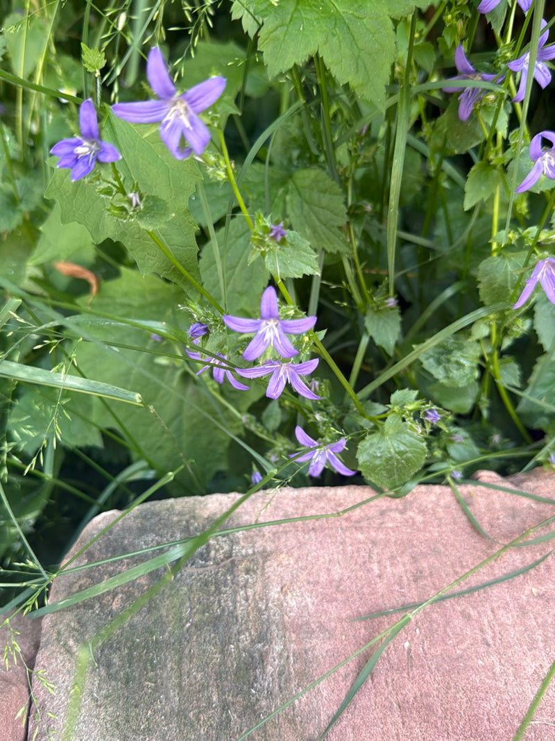 Die Ausgebreitete Glockenblume ist eine zweijährige krautige Pflanze aus der Familie der Glockenblumengewächse. Sie wächst bevorzugt auf Wiesen, an Waldrände...