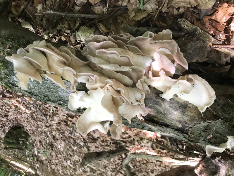 Austernseitling — Bild 3 von 20