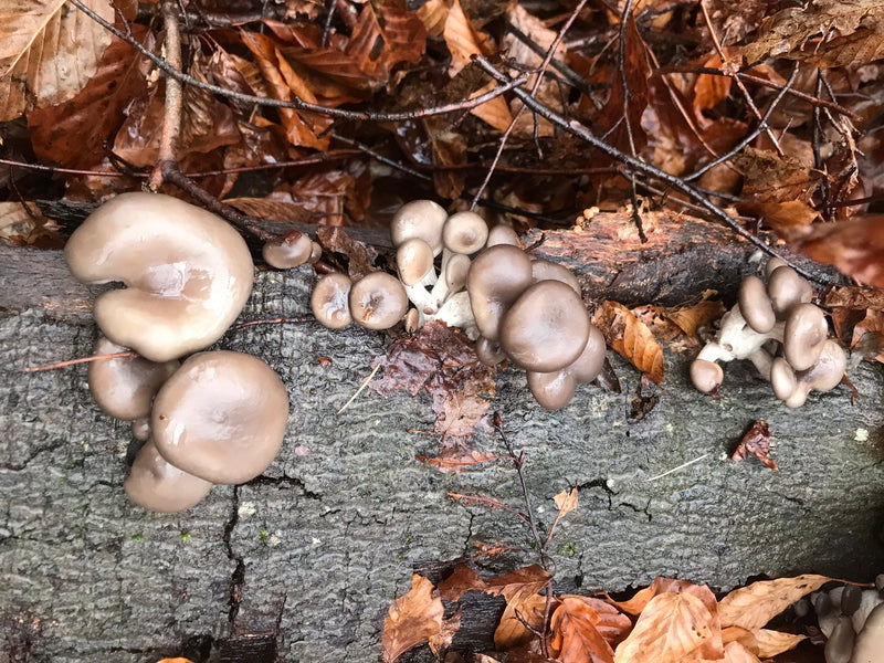 Austernseitling — Bild 1 von 20