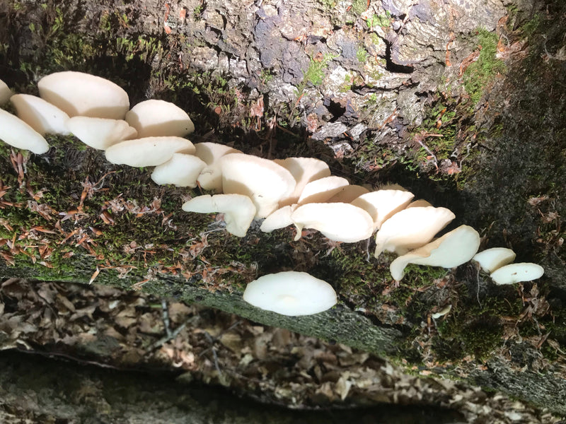 Austernseitling — Bild 4 von 20