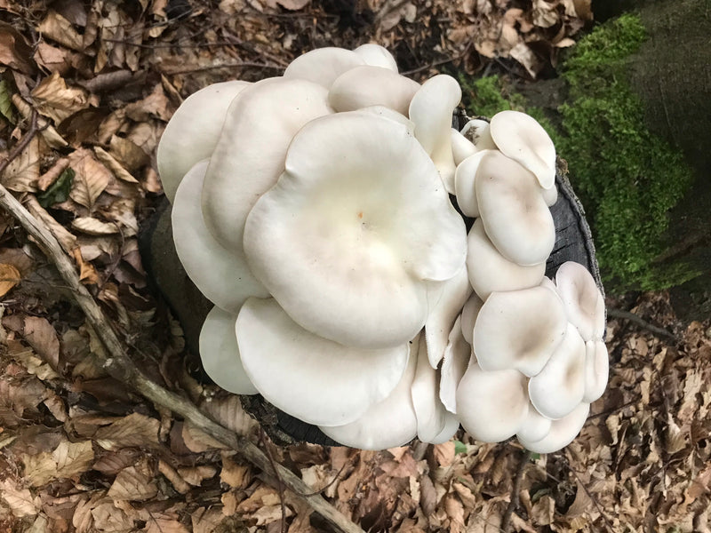 Austernseitling — Bild 5 von 20