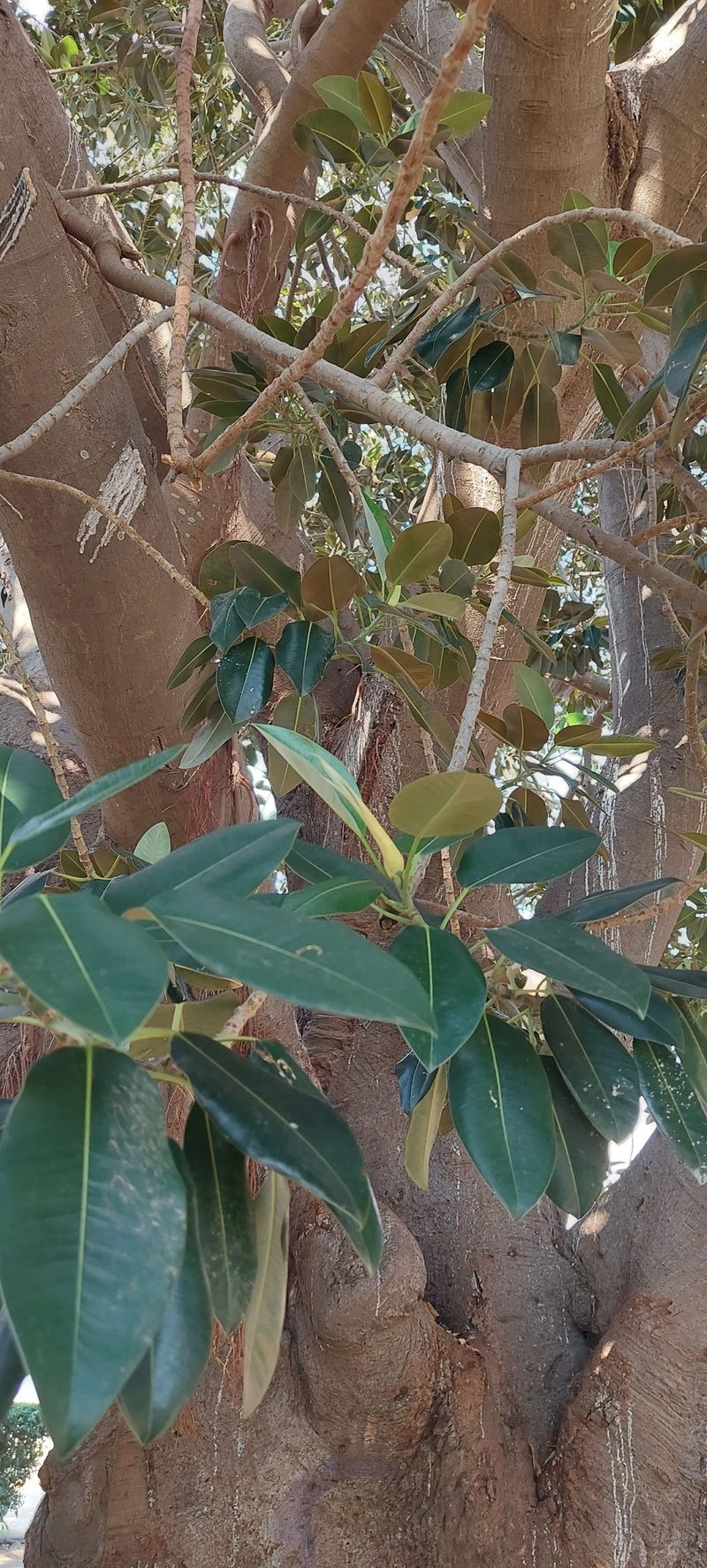Australische Feige — Bild 3 von 12