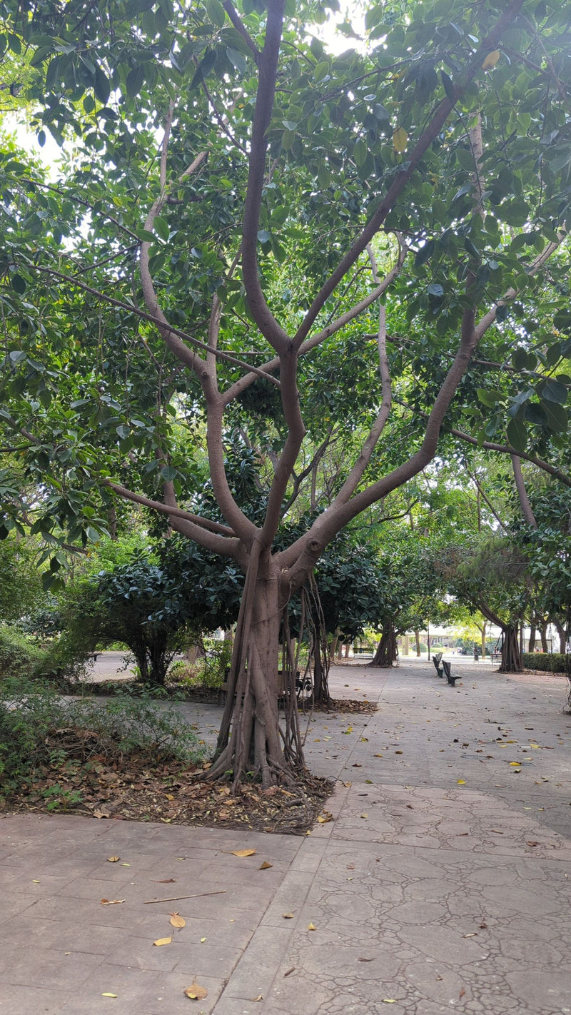 Ein Feigenbaum mit verzweigten Ästen und herabhängenden Luftwurzeln steht an einem gepflasterten Parkweg.