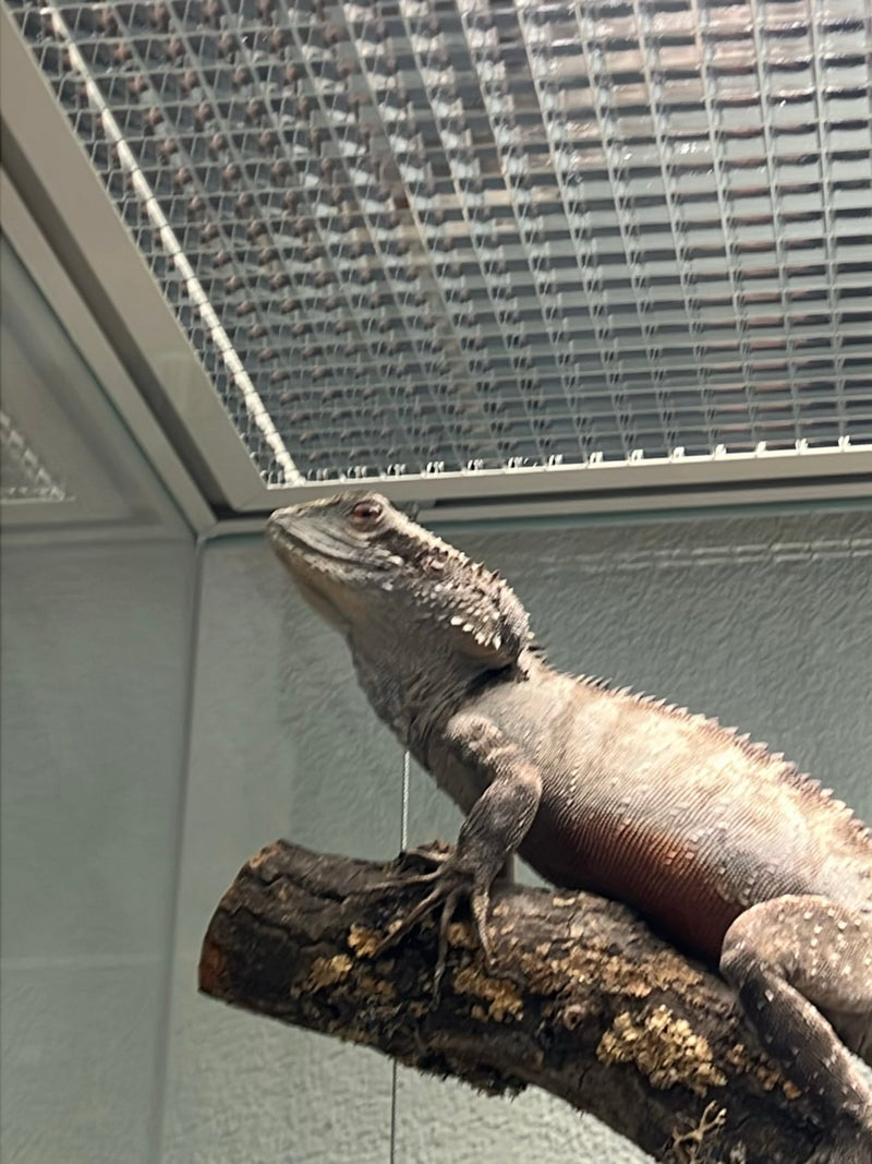 Australische Wasseragame — Bild 1