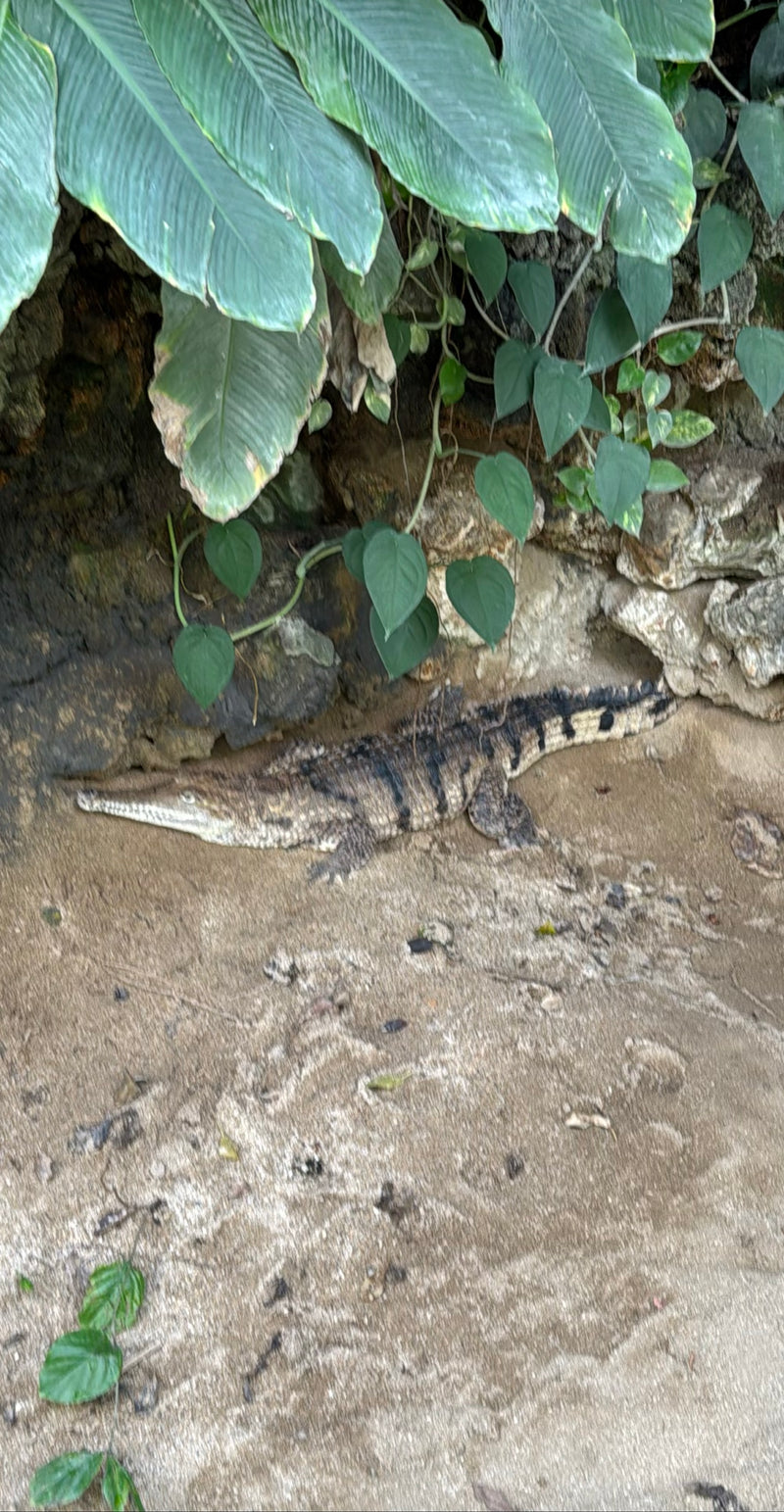Australisches Süßwasserkrokodil — Bild 2