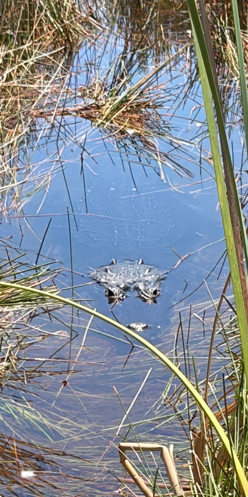 Australisches Süßwasserkrokodil — Bild 1