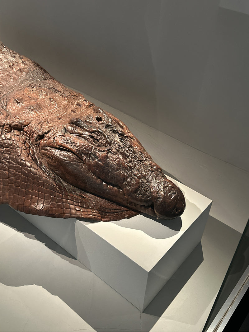 Australisches Süßwasserkrokodil — Bild 3