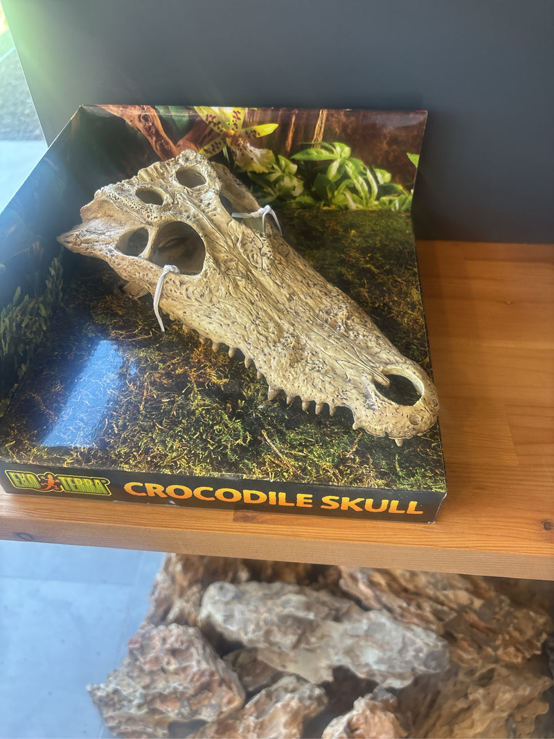 Australisches Süßwasserkrokodil — Bild 5