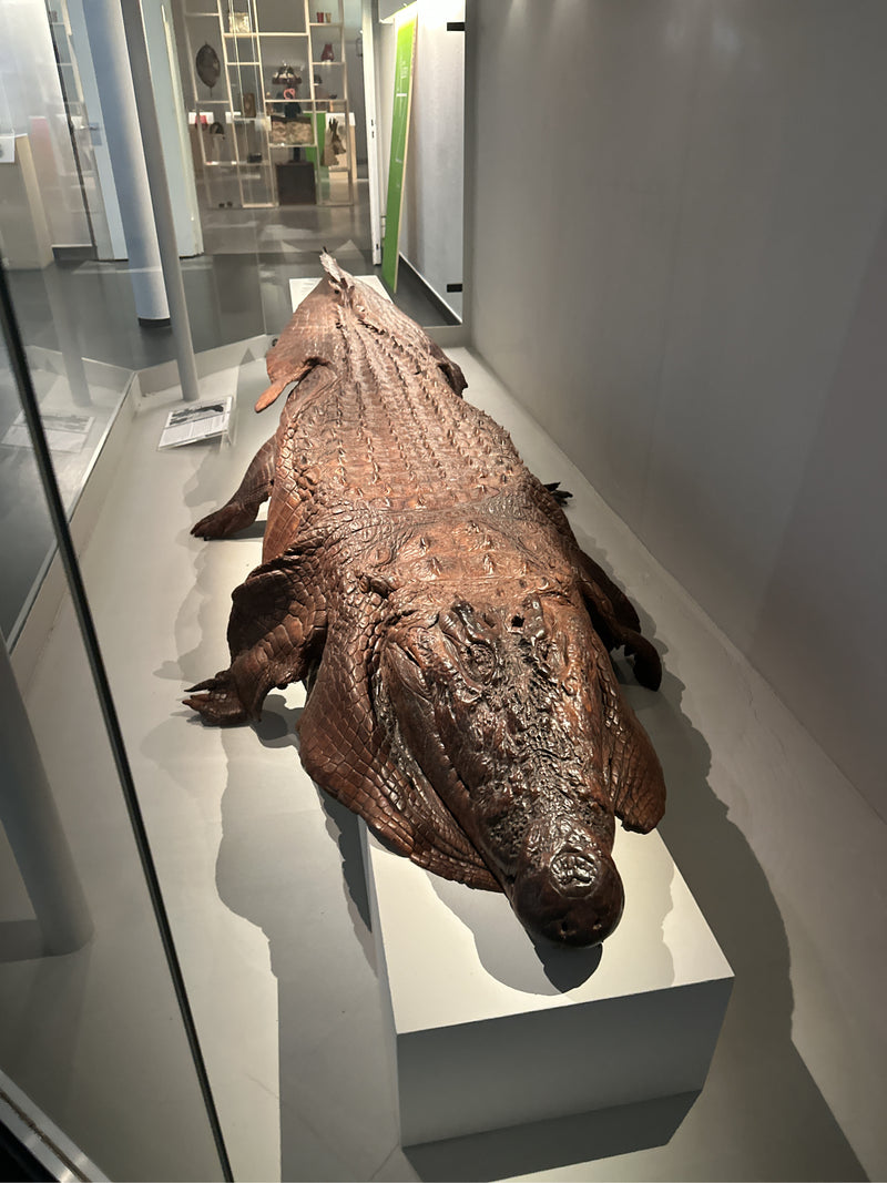 Australisches Süßwasserkrokodil — Bild 4