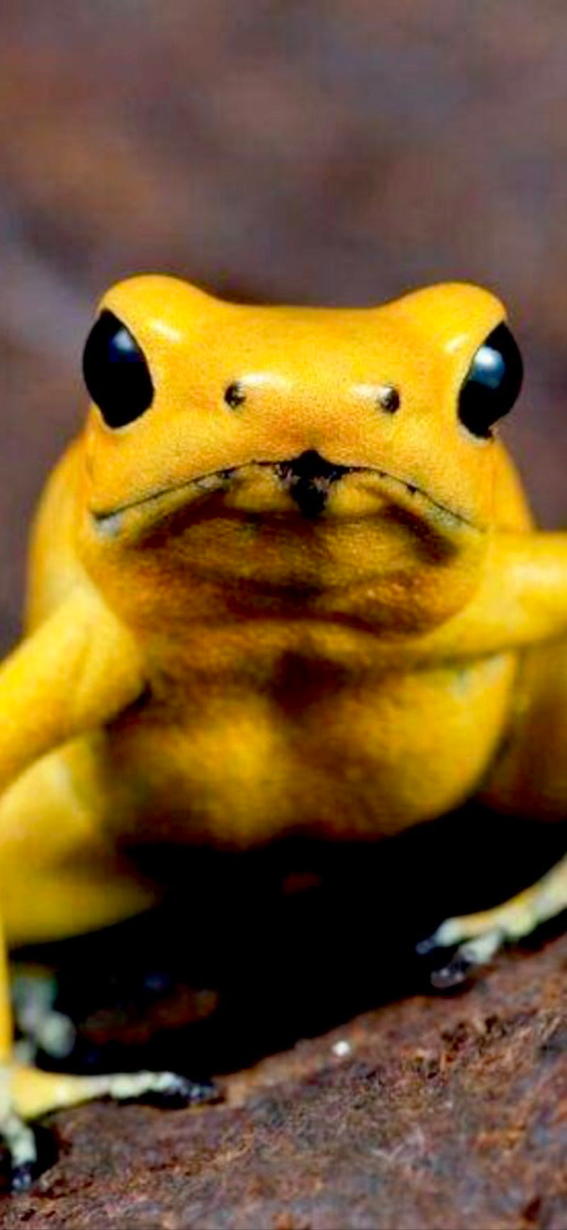 Axolotl — Bild 2 von 2