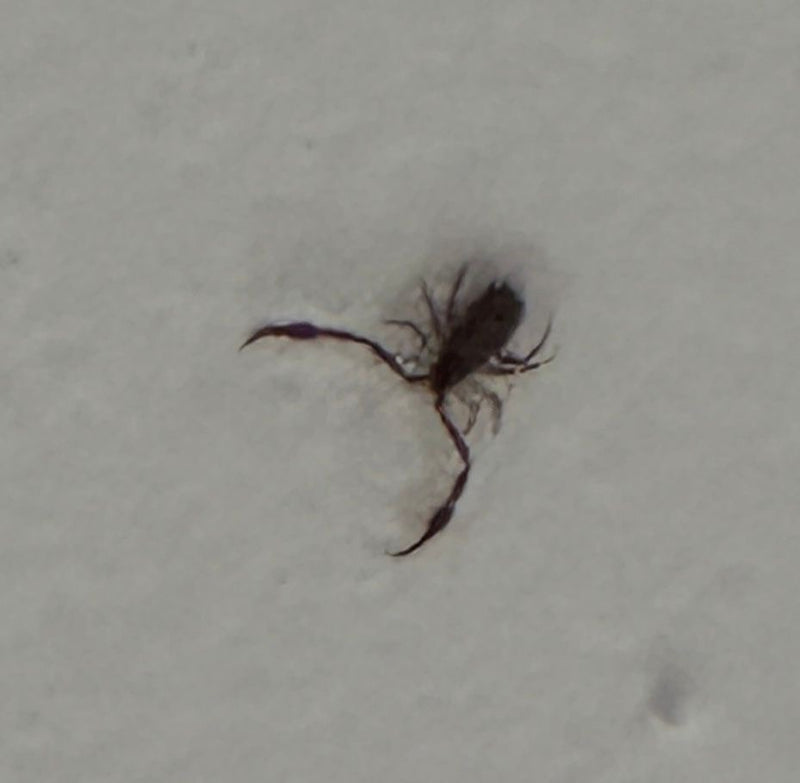 Ein Bücherskorpion sitzt auf einer hellen Oberfläche. Seine charakteristischen Scheren sind gut zu erkennen.