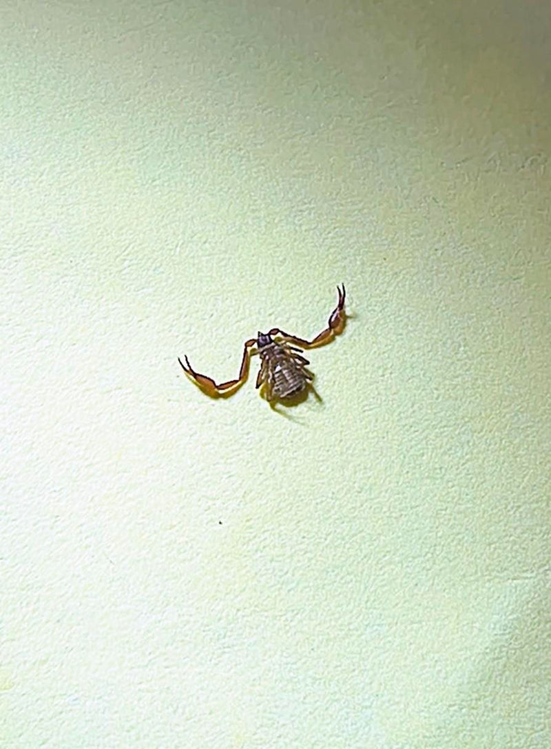 Auf dem Bild ist ein Bücherskorpion zu sehen, der auf einer hellen Wand sitzt. Seine charakteristischen Scheren sind gut erkennbar.