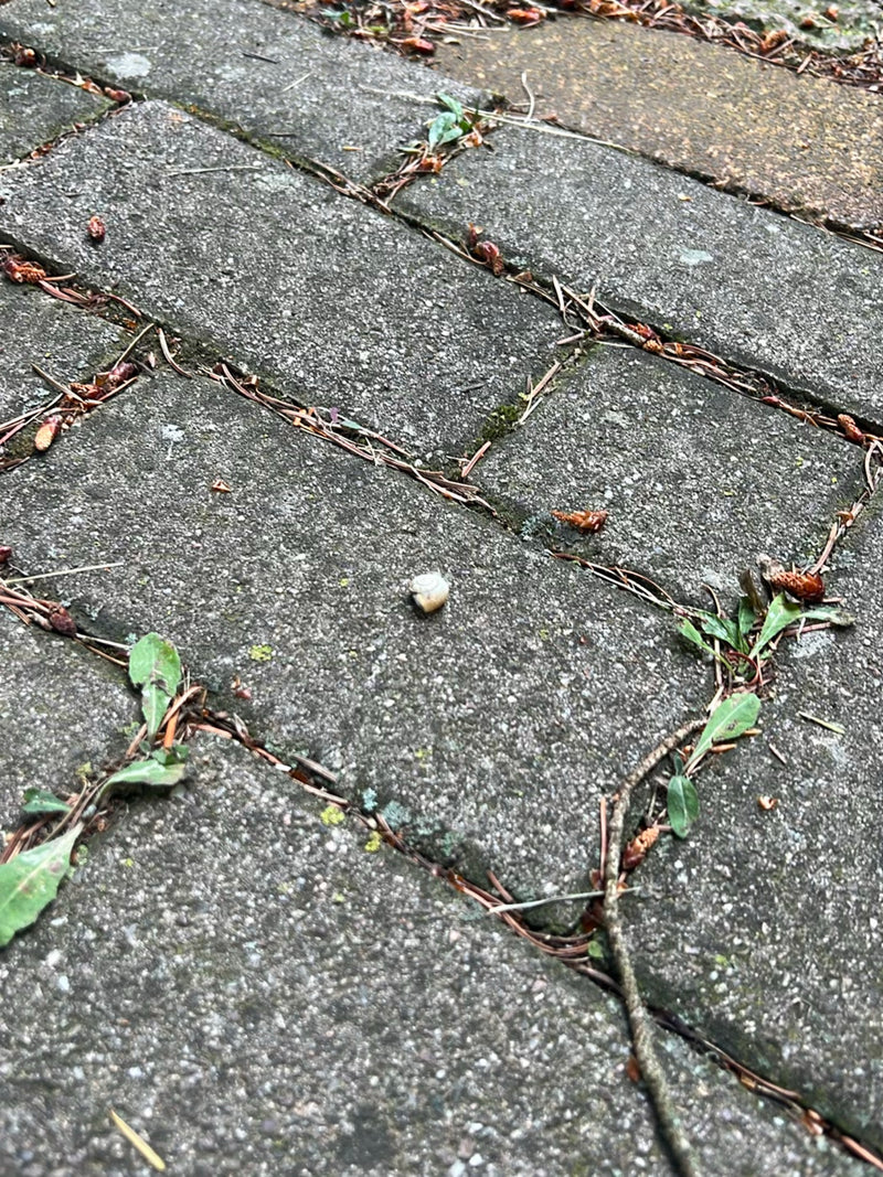 Schnirkelschnecke — Bild 2 von 6