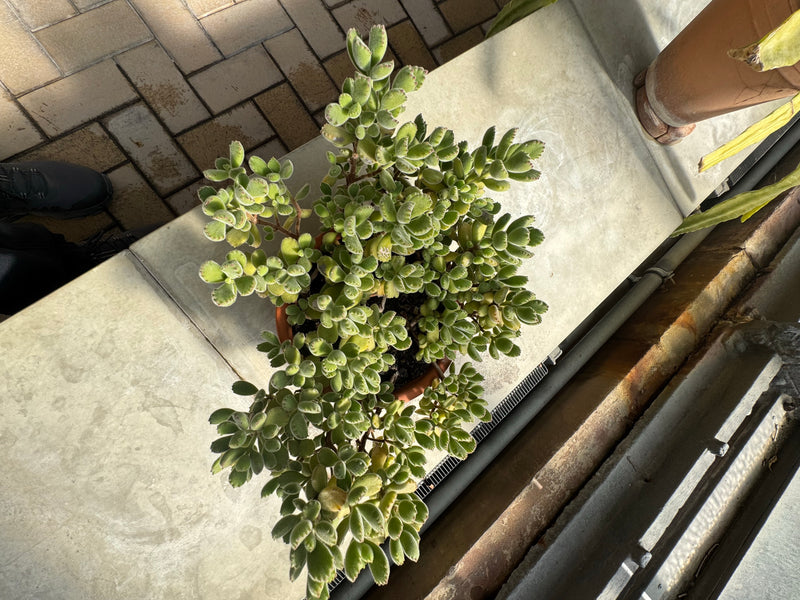 Eine Bärentatze wächst in einem Pflanztopf auf einer Fensterbank oder Mauer. Die Aufnahme zeigt die dicht behaarten, gezahnten Sukkulentenblätter von oben.
