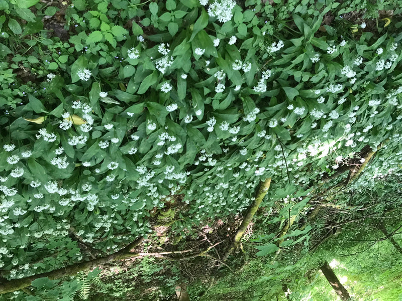 Baerlauch — Bild 1