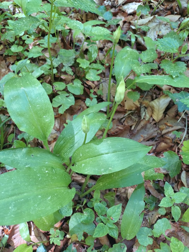 Baerlauch — Bild 4