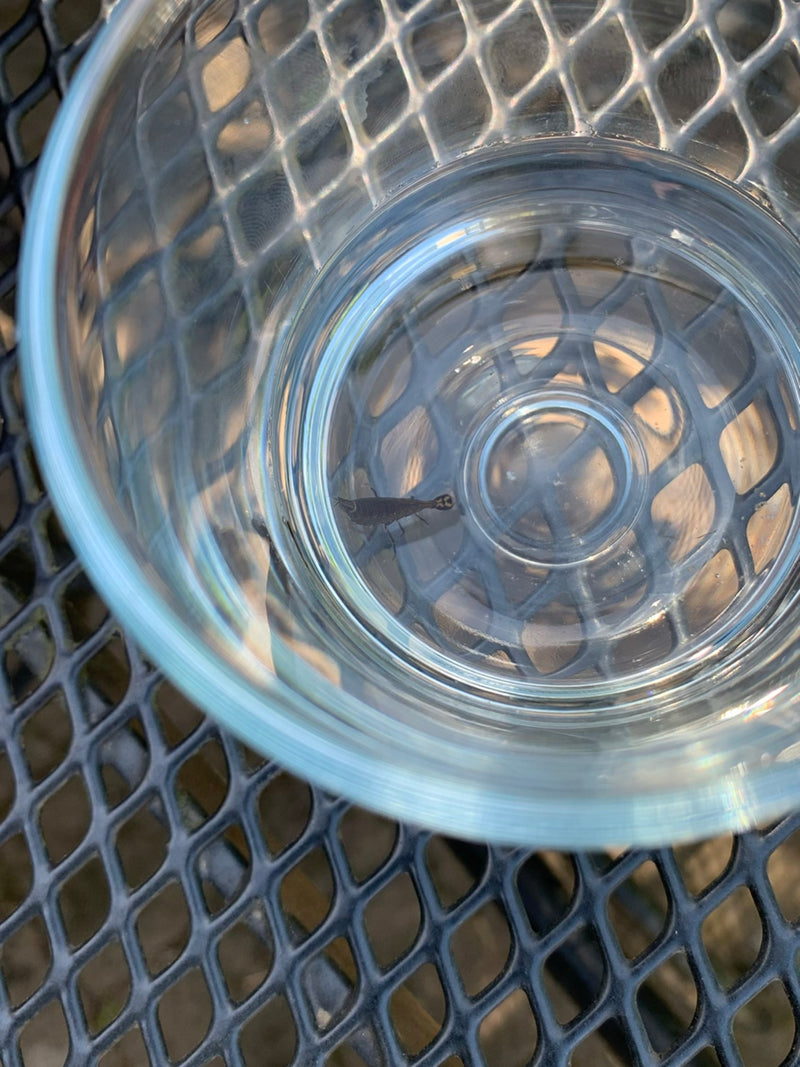 Bachflohkrebse sind kleine Krebstiere, die in sauberen Fließgewässern leben und sich von organischem Material ernähren. Sie sind wichtige Indikatoren für ein...