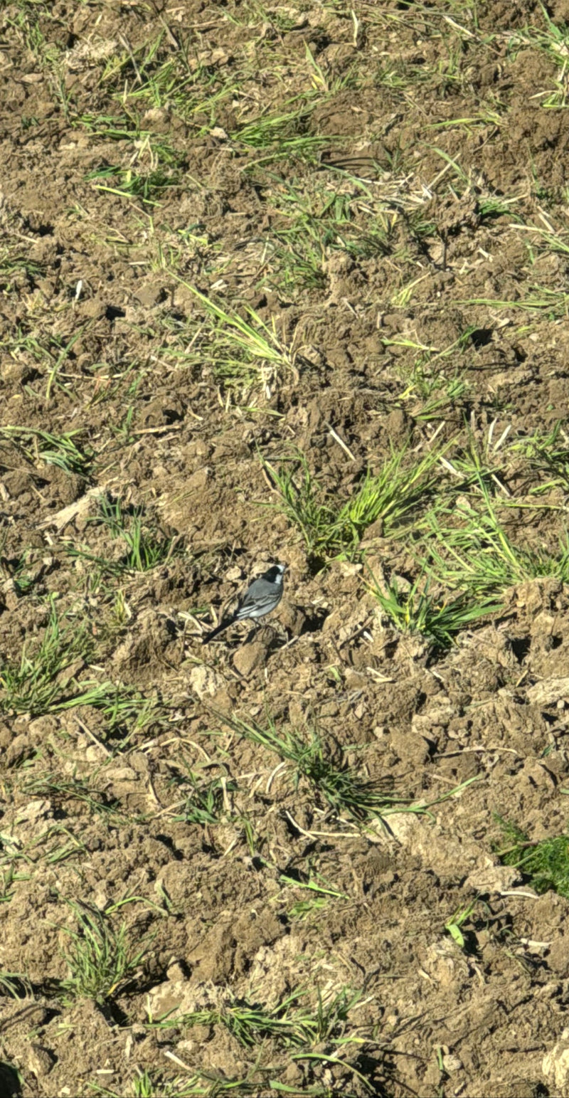 Eine Bachstelze steht auf einem frisch gepflügten Acker mit vereinzelten grünen Halmen. Der Vogel ist in Seitenansicht gut zu erkennen.