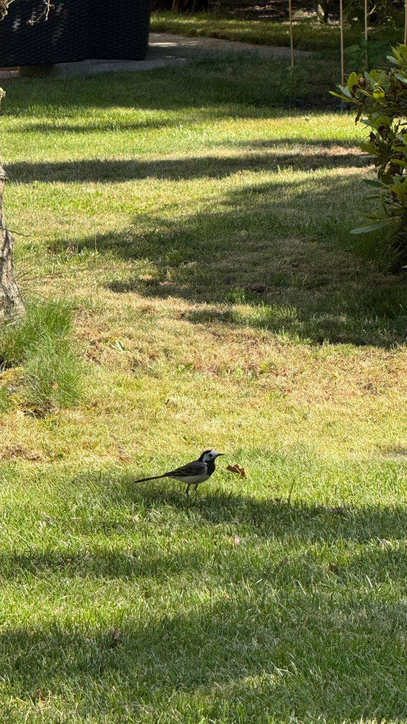 Eine Bachstelze läuft im Seitenlicht über eine grüne Rasenfläche im Garten. Der typische schwarz-weiße Aufbau des Gefieders ist gut zu erkennen.