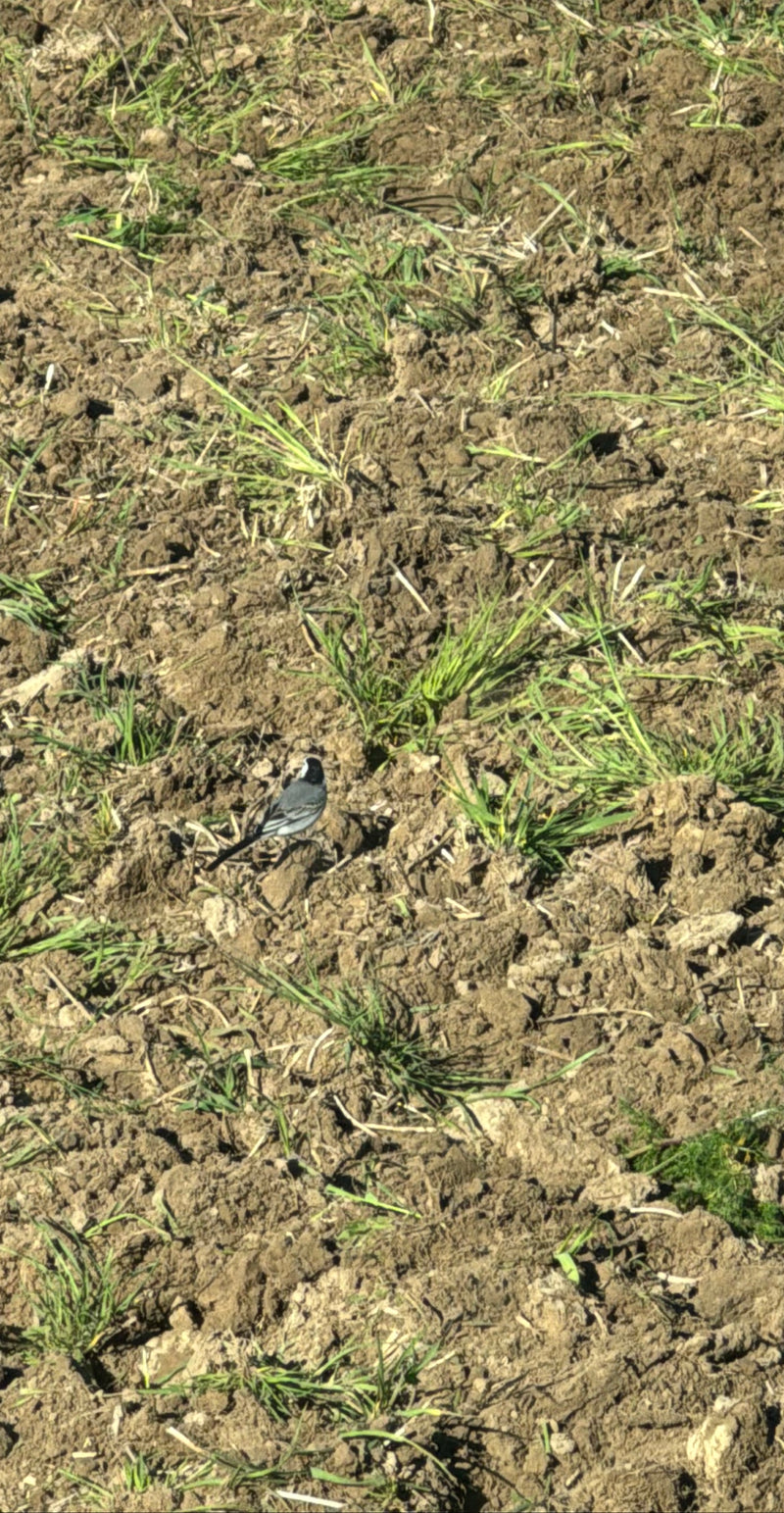 Eine Bachstelze steht auf einem frisch gepflügten Acker mit vereinzelten grünen Halmen. Der Vogel ist in Rückenansicht zu sehen.