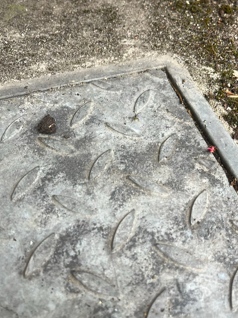 Baldachinspinnen sind eine sehr artenreiche Familie kleiner Spinnen, die oft feine, netzartige Strukturen bauen. Sie sind nützliche Räuber in Gärten und Wäld...