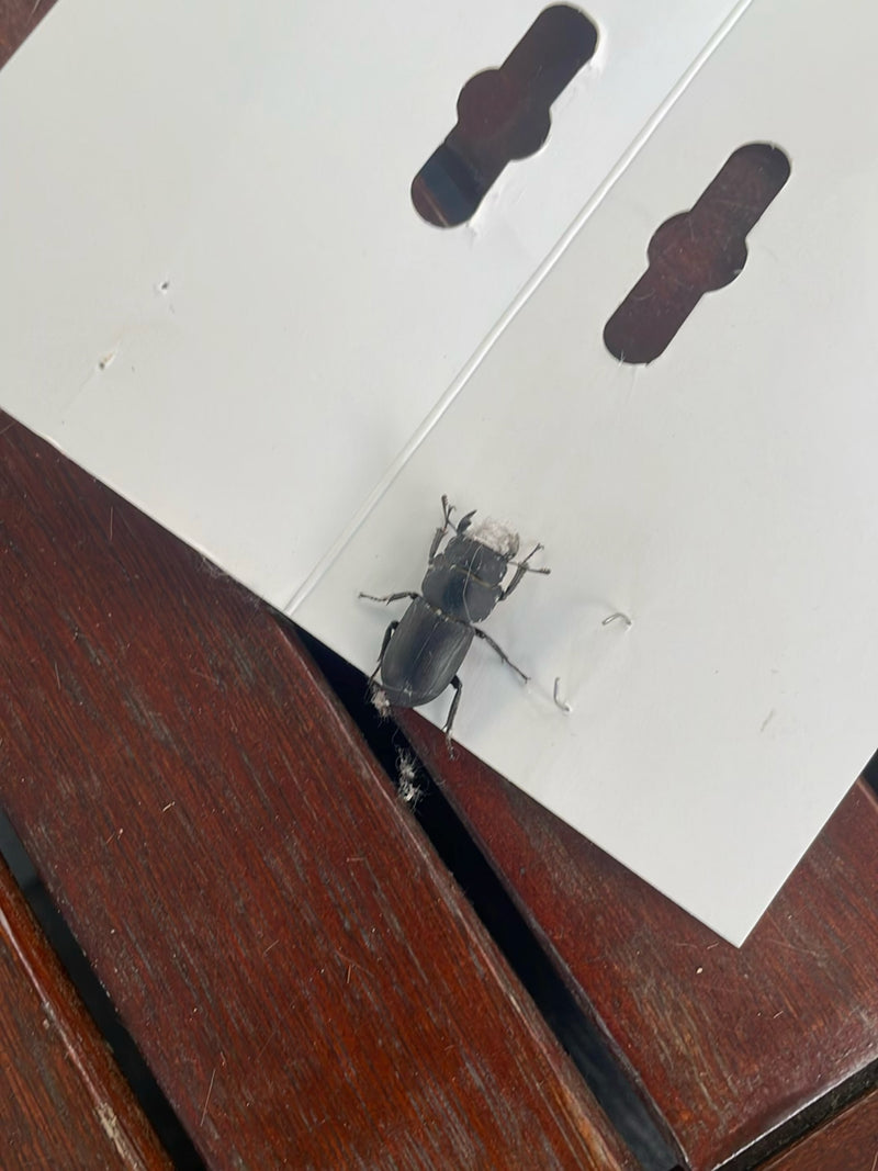 Der Balkenschröter ist ein kleiner Vertreter der Hirschkäferfamilie, der bevorzugt in Laub- und Mischwäldern lebt. Er ist ökologisch wertvoll, da seine Larve...