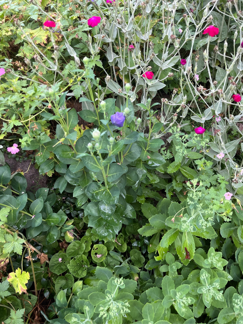 Zu sehen ist eine Ballonblume mit charakteristischen grünen Blättern und einer sich öffnenden violetten Blütenknospe, die in einem gemischten Gartenbeet wächst.