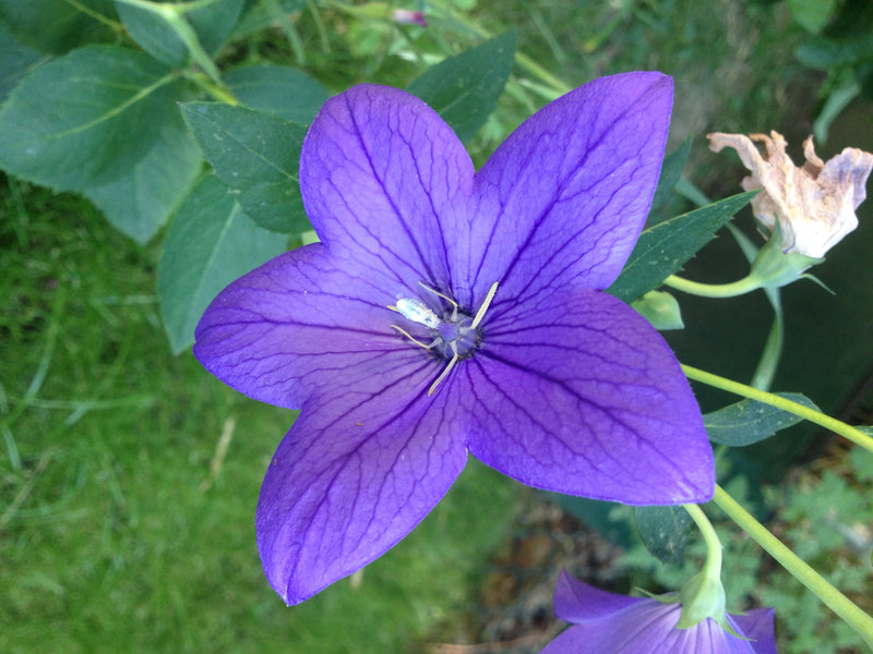 Ballonblume — Bild 5 von 37