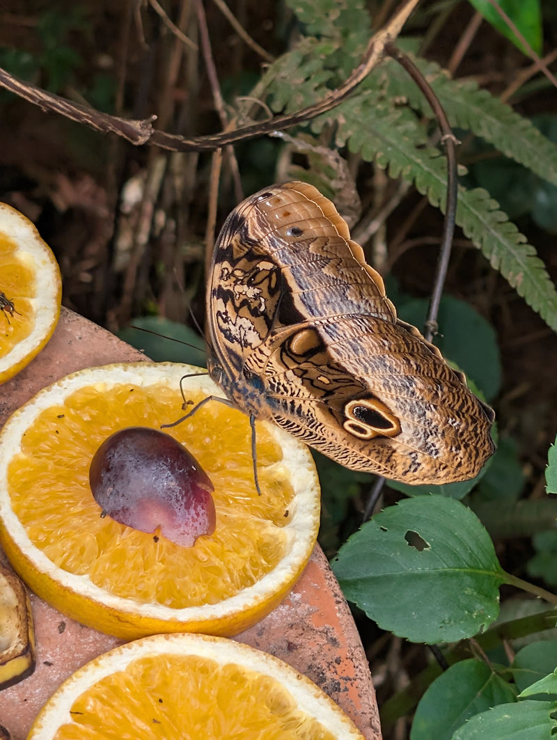 Ein Bananenfalter sitzt mit geschlossenen Flügeln auf einer aufgeschnittenen Orangenscheibe und nimmt Nahrung auf.