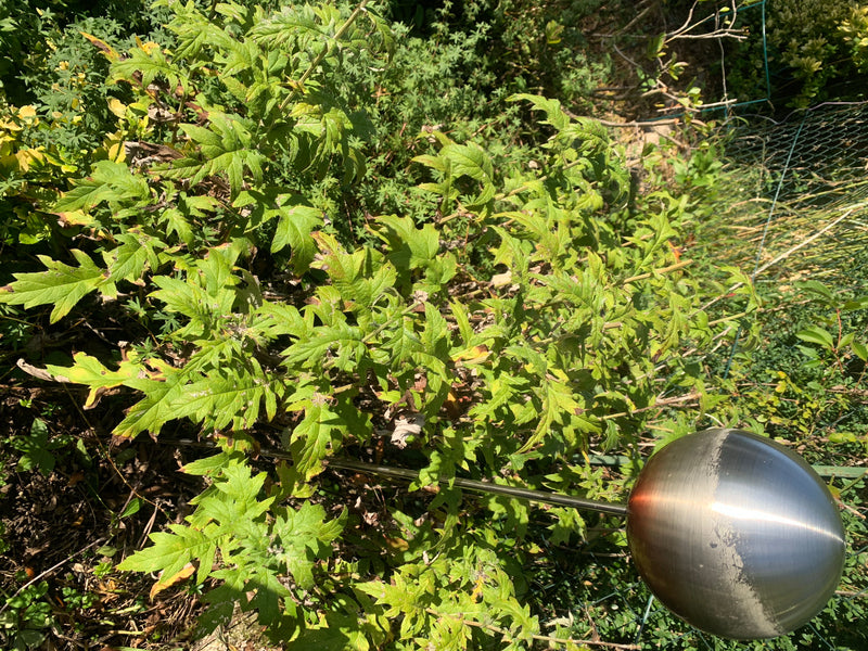 Bartblume — Bild 1 von 4