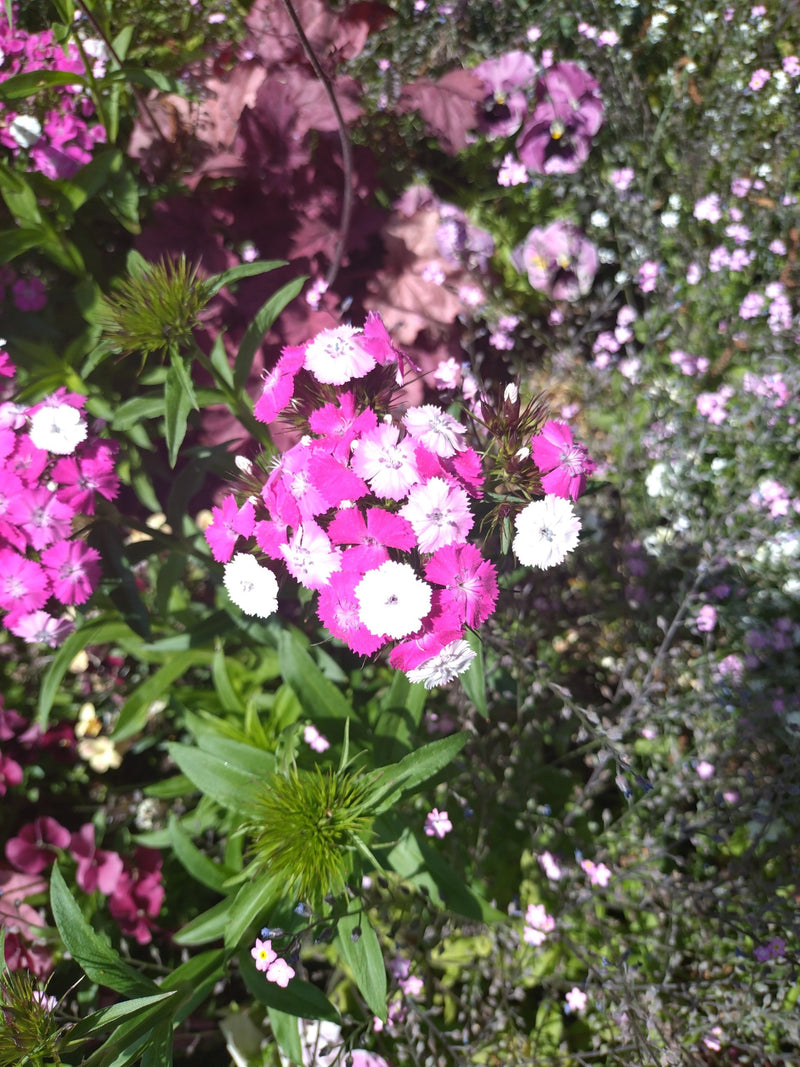 Zu sehen ist eine dichte Blütendolde von Bartnelken mit weiß-pinken Blütenblättern in einem Gartenbeet.
