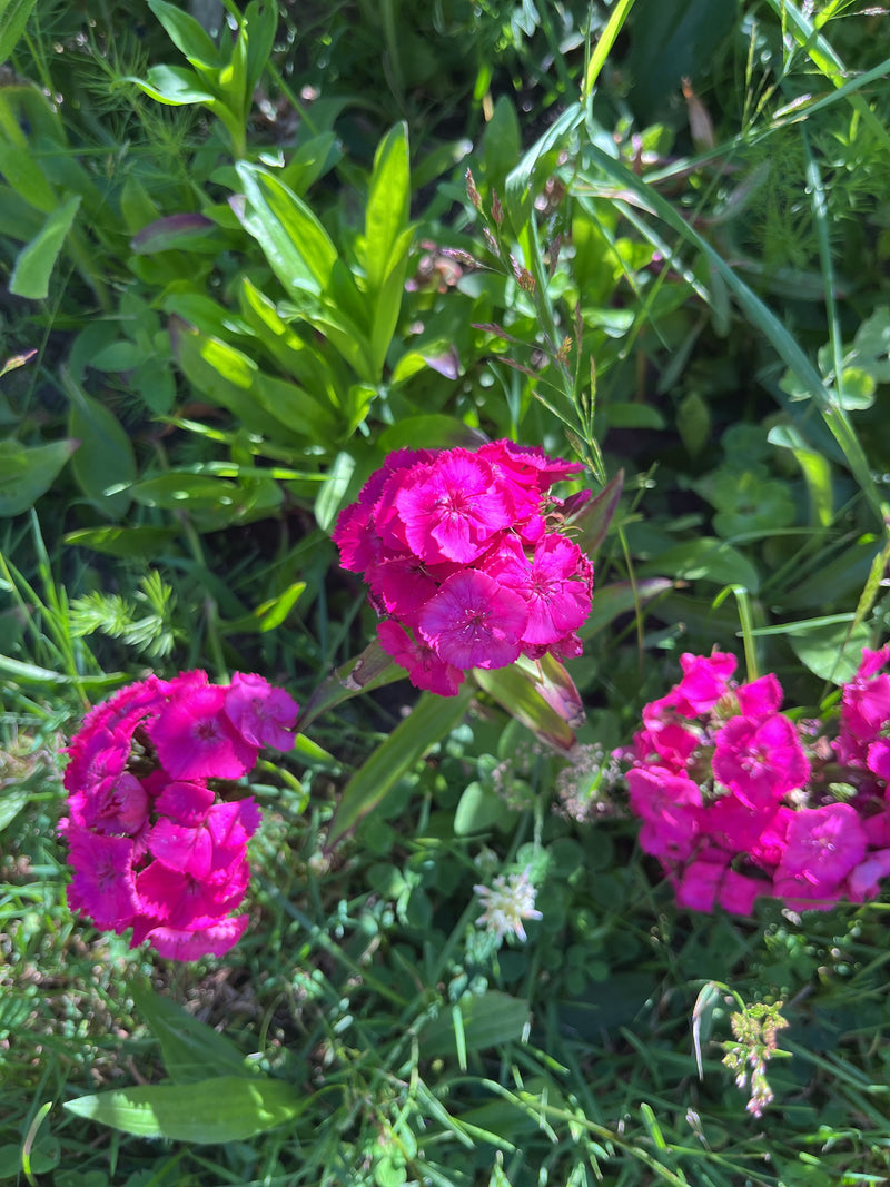 Zu sehen sind auffällige, pinkfarbene Blütenstände von Bartnelken, die inmitten von grünem Gras und Wiesenvegetation wachsen.