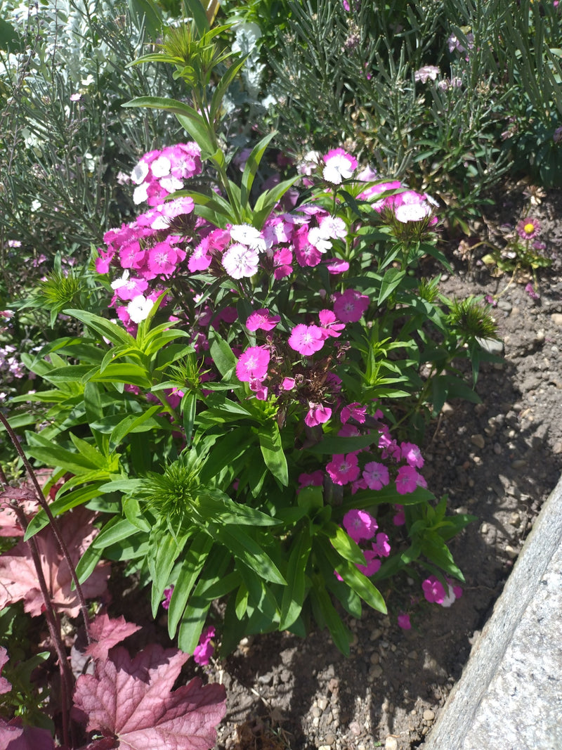 Zu sehen ist eine blühende Gruppe von Bartnelken mit rosa und weißen Blüten in einem Gartenbeet. Die Pflanzen wachsen auf offener Erde neben einer Steinkante.