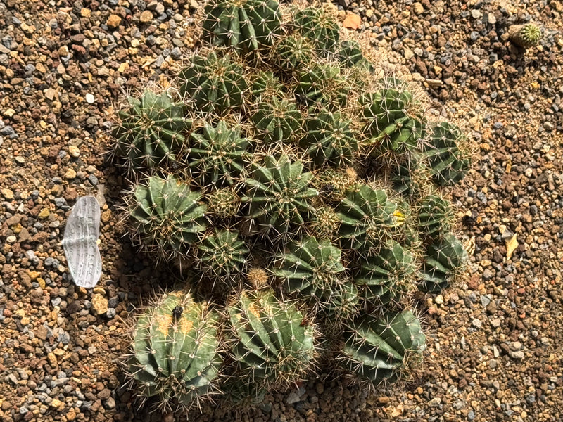 Bauernkaktus — Bild 1 von 1