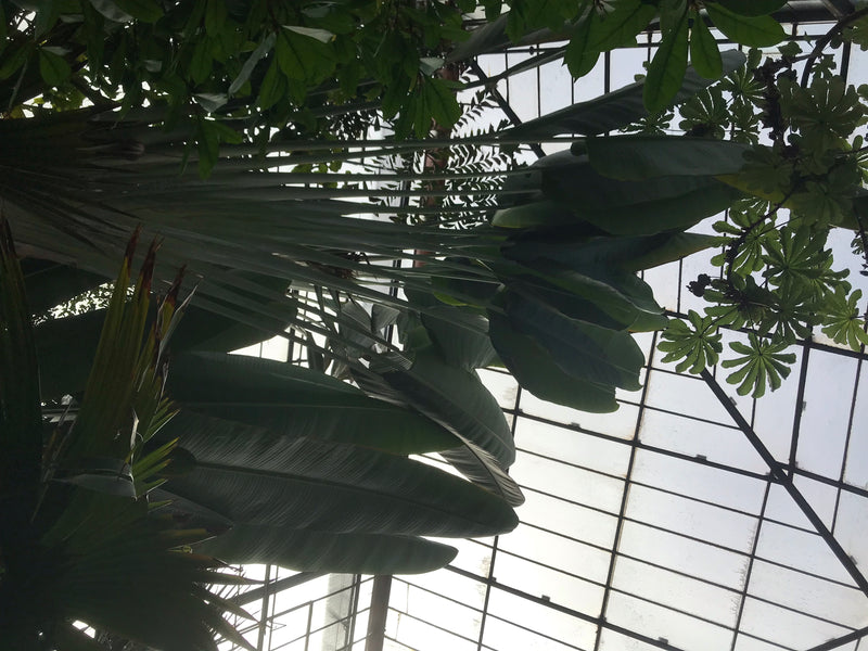 Baum der Reisenden — Bild 1 von 5