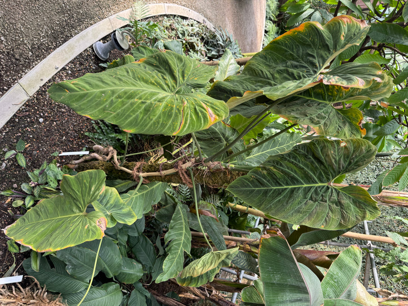 Eine kräftig wachsende Philodendron-Pflanze mit großen, herzförmigen Blättern klettert an einem Stamm in einem Gewächshaus empor.