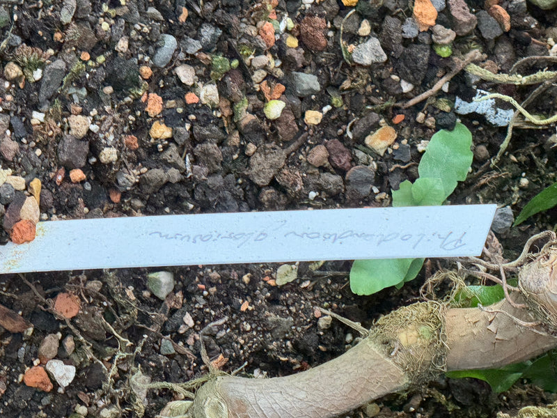 Das Bild zeigt einen Ausschnitt von Blumenerde mit einem weißen Pflanzenetikett, auf dem handschriftlich 'Philodendron gloriosum' steht. Daneben sind ein dic...