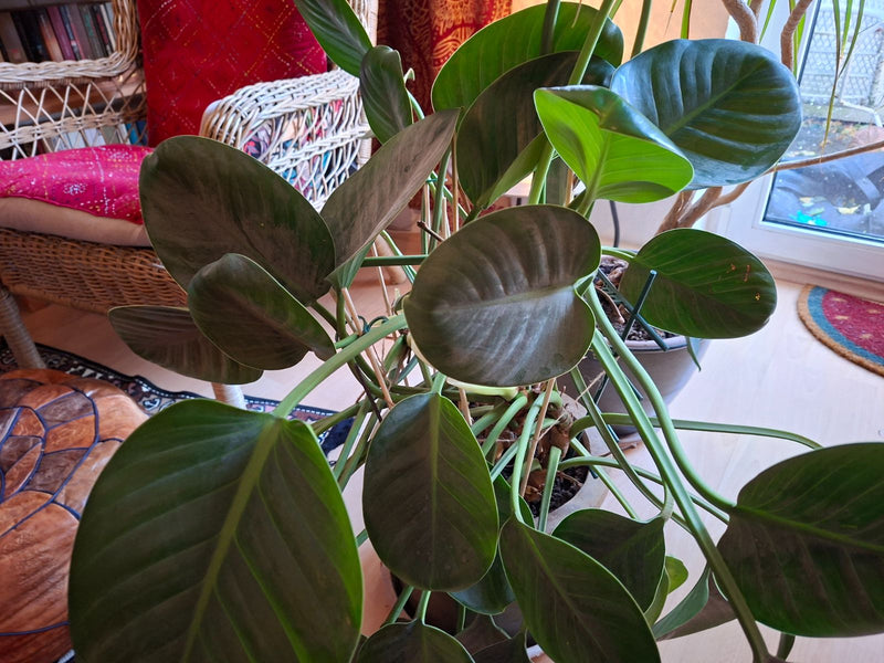 Eine kräftige Philodendron-Pflanze mit großen, dunkelgrünen Blättern steht in einem Topf im Innenbereich.