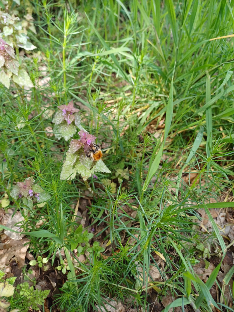 Eine Baumhummel sitzt auf einer kleinen Blüte inmitten von dichtem Gras und Kräutern. Die Aufnahme zeigt das Insektenexemplar von oben in seiner natürlichen ...