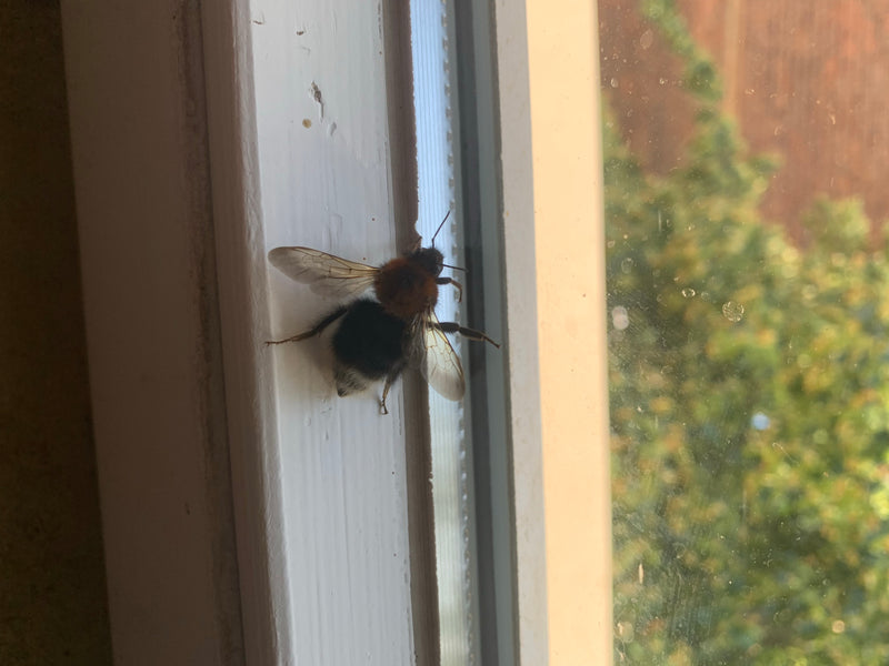 Eine Baumhummel sitzt auf einem hellen Fensterrahmen in Innenräumen. Der rötlich-braune Thorax und der dunkle Hinterleib sind gut zu erkennen.
