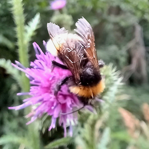 Baumhummel (Bombus hypnorum) – Bild 1