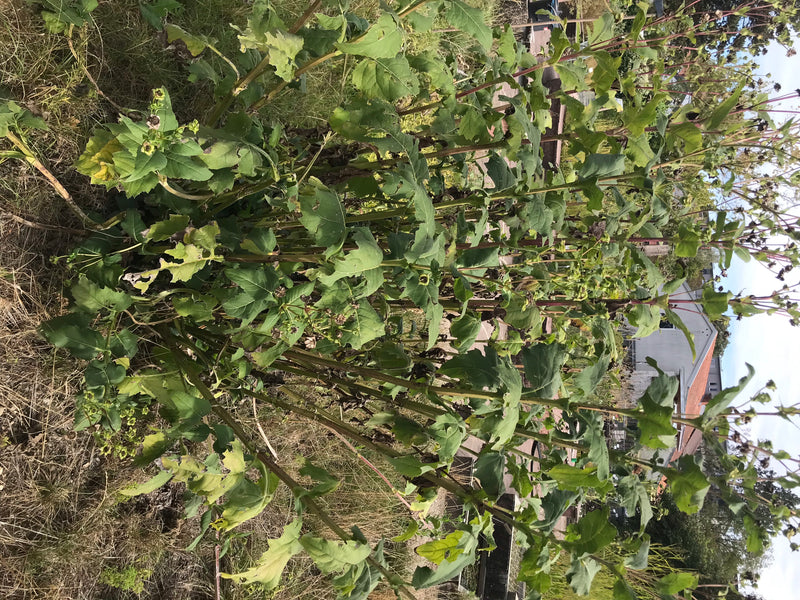 Durchwachsene Silphie — Bild 5 von 20